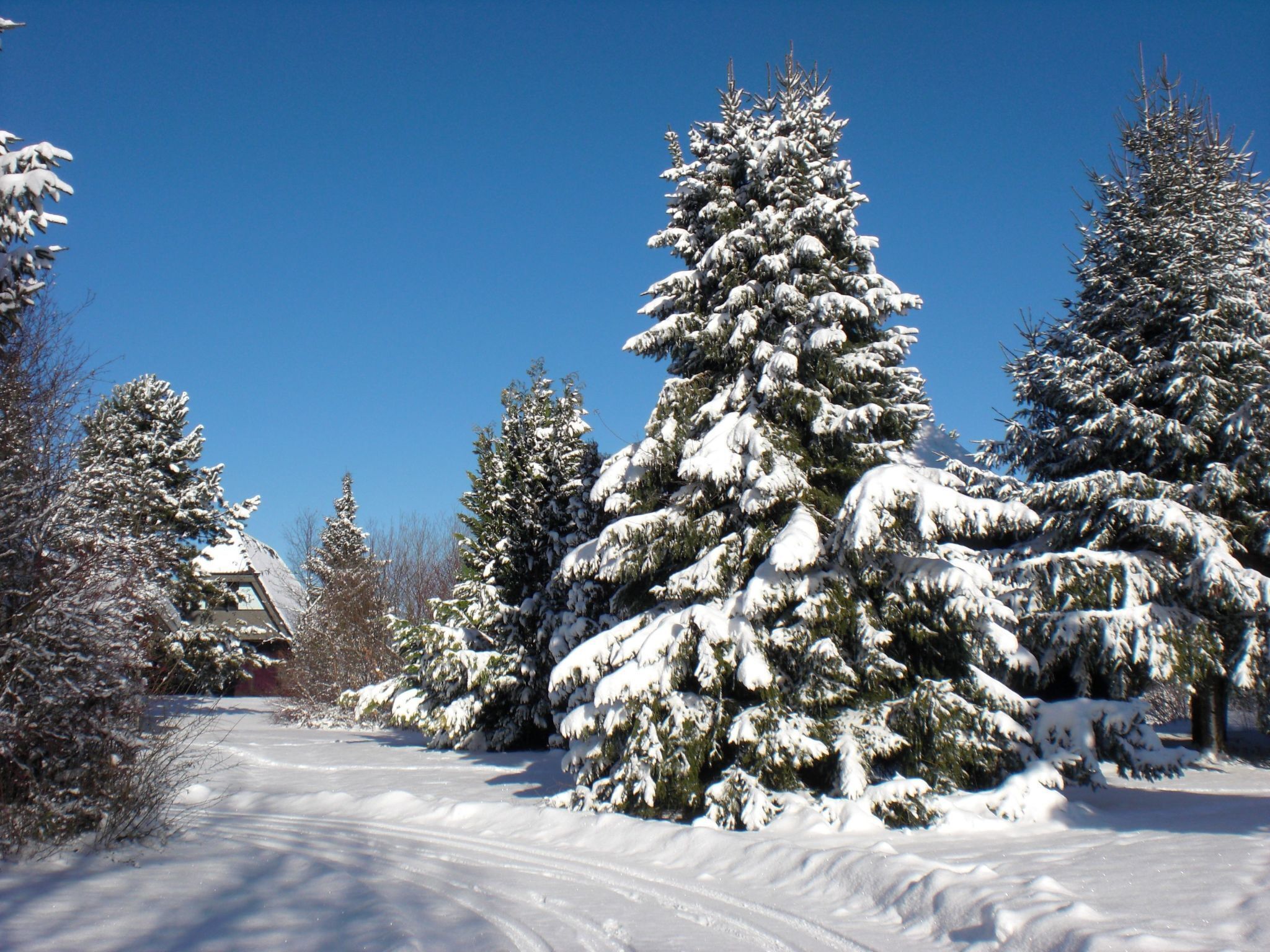 Un paysage enneigé, avec un ciel dégagé, une route et des arbres chargés de neige.
