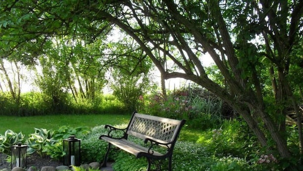 Um banco num jardim exuberante com diversas plantas e flores.