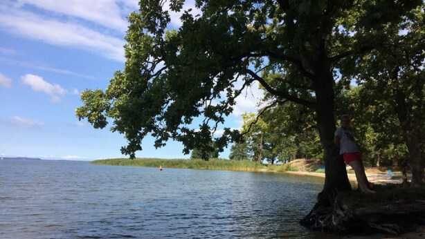 Ein Strand mit einem Baum, der Schatten spendet, ein sandiger Uferbereich und ruhiges Wasser.