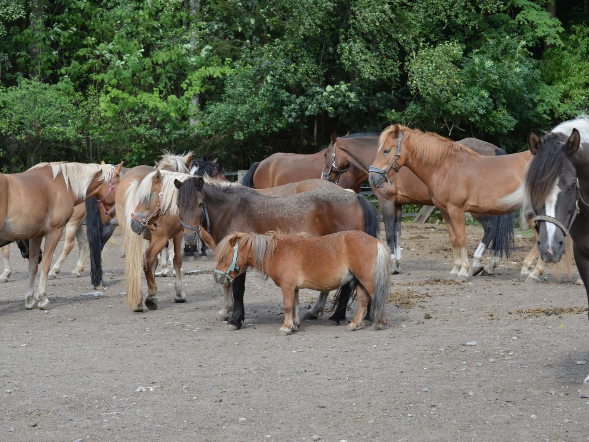 A group of horses in a fenced outdoor area with trees in the background.