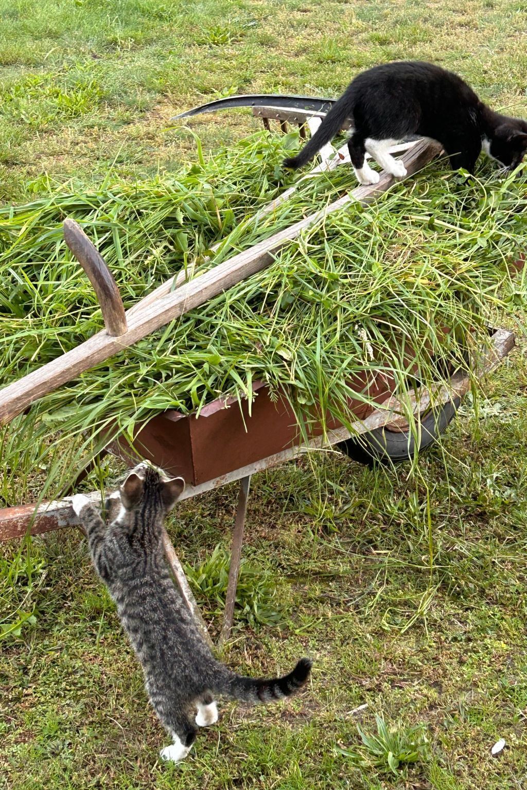 Eine Katze auf einer Schubkarre voller Gras, eine weitere Katze in der Nähe.