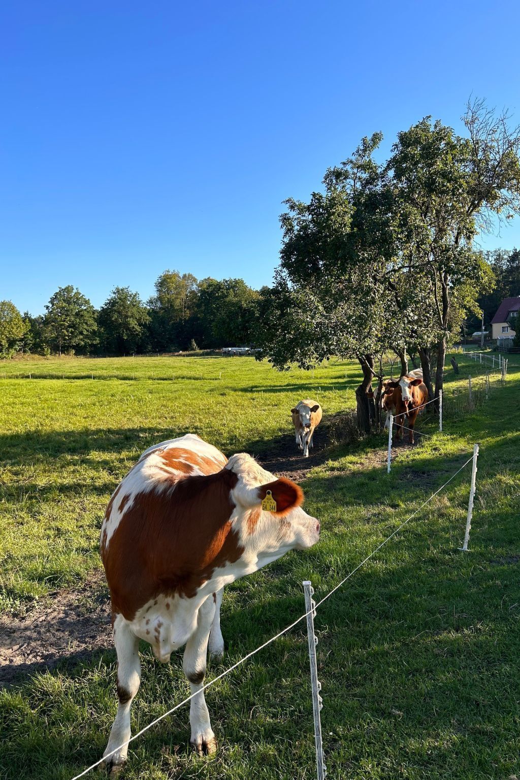 Eine Kuh grast auf einer eingezäunten Weide unter blauem Himmel.