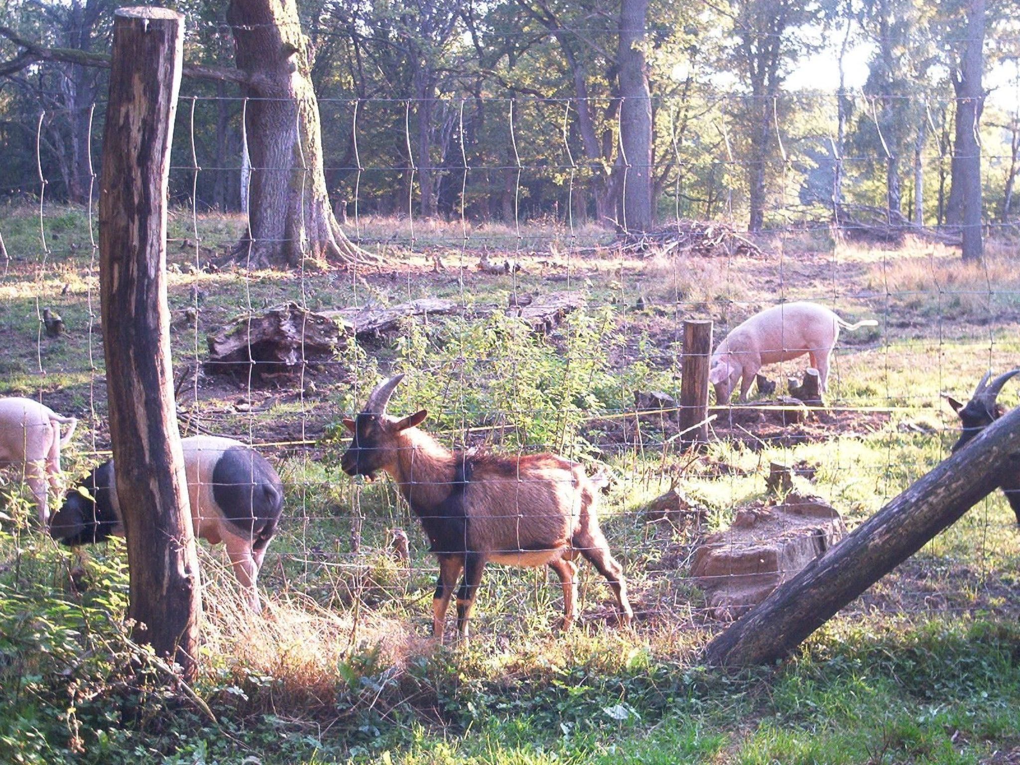 Uma área externa cercada com árvores e um campo gramado.