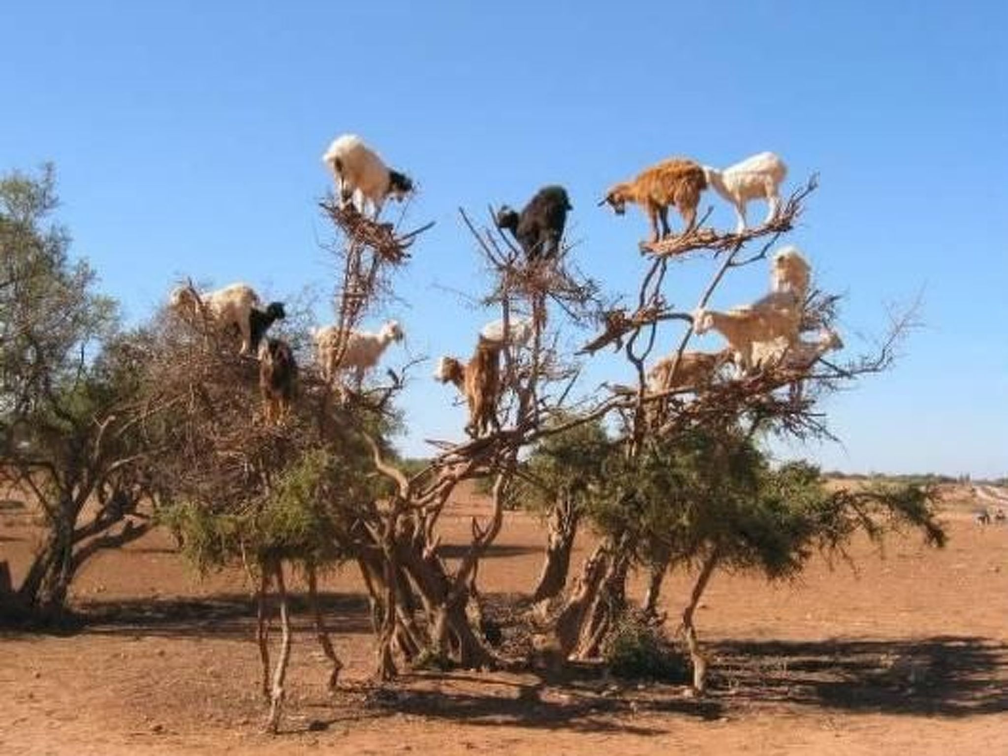 Un groupe d’animaux était perché sur un arbre, dans un paysage aride et dégagé.