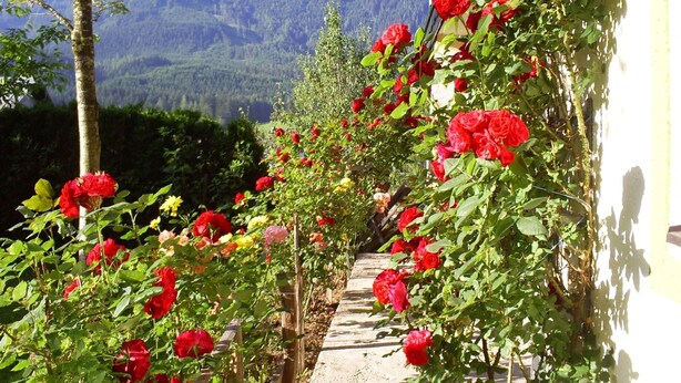 A garden pathway with red roses leading to a mountain view. - Gsenger in Abtenau by Interhome (Abtenau)