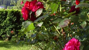 A garden with red roses in front of a mountain backdrop. - Gsenger in Abtenau by Interhome (Abtenau)
