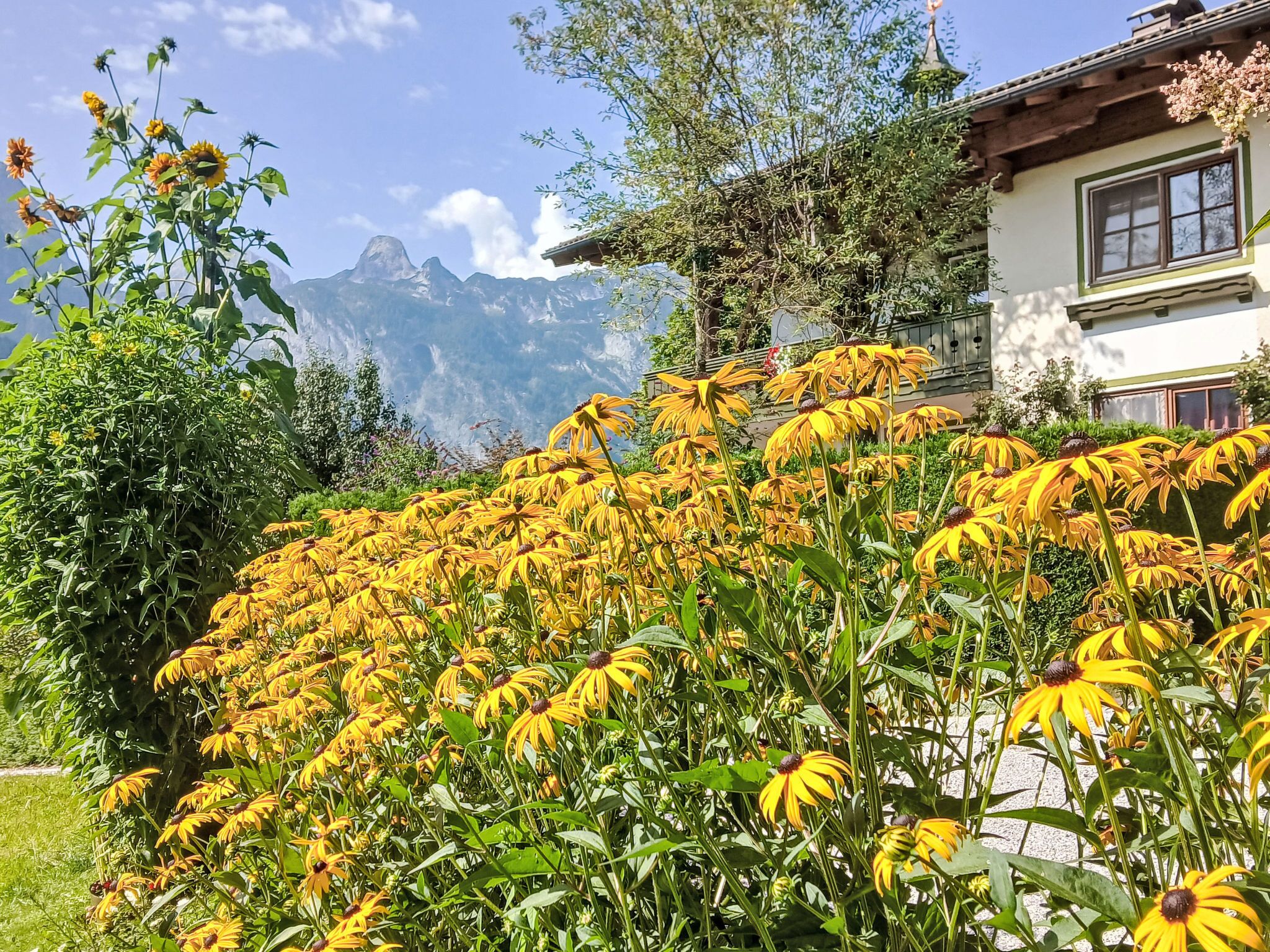 Ein Garten mit gelben Blumen und Blick auf die Berge.