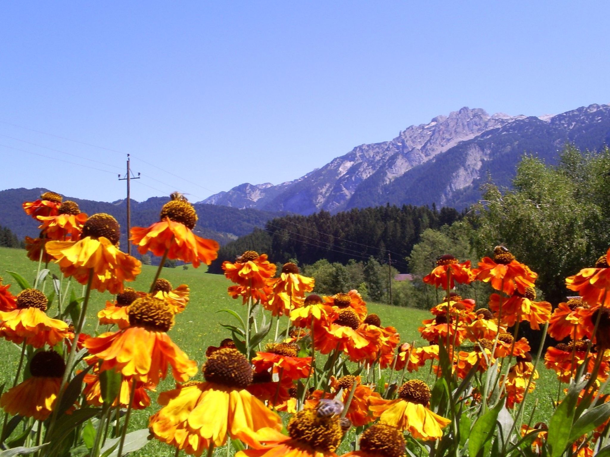 Un champ de fleurs oranges avec une chaîne de montagnes en arrière-plan.