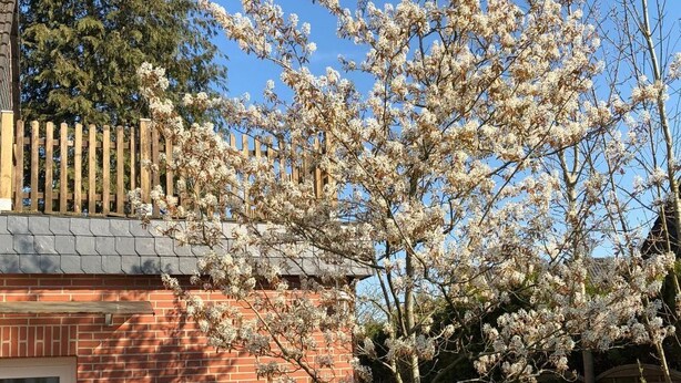 A brick building with a wooden fence and a tree with white blossoms. - Haus am Reithmoor by Interhome (Großefehn)