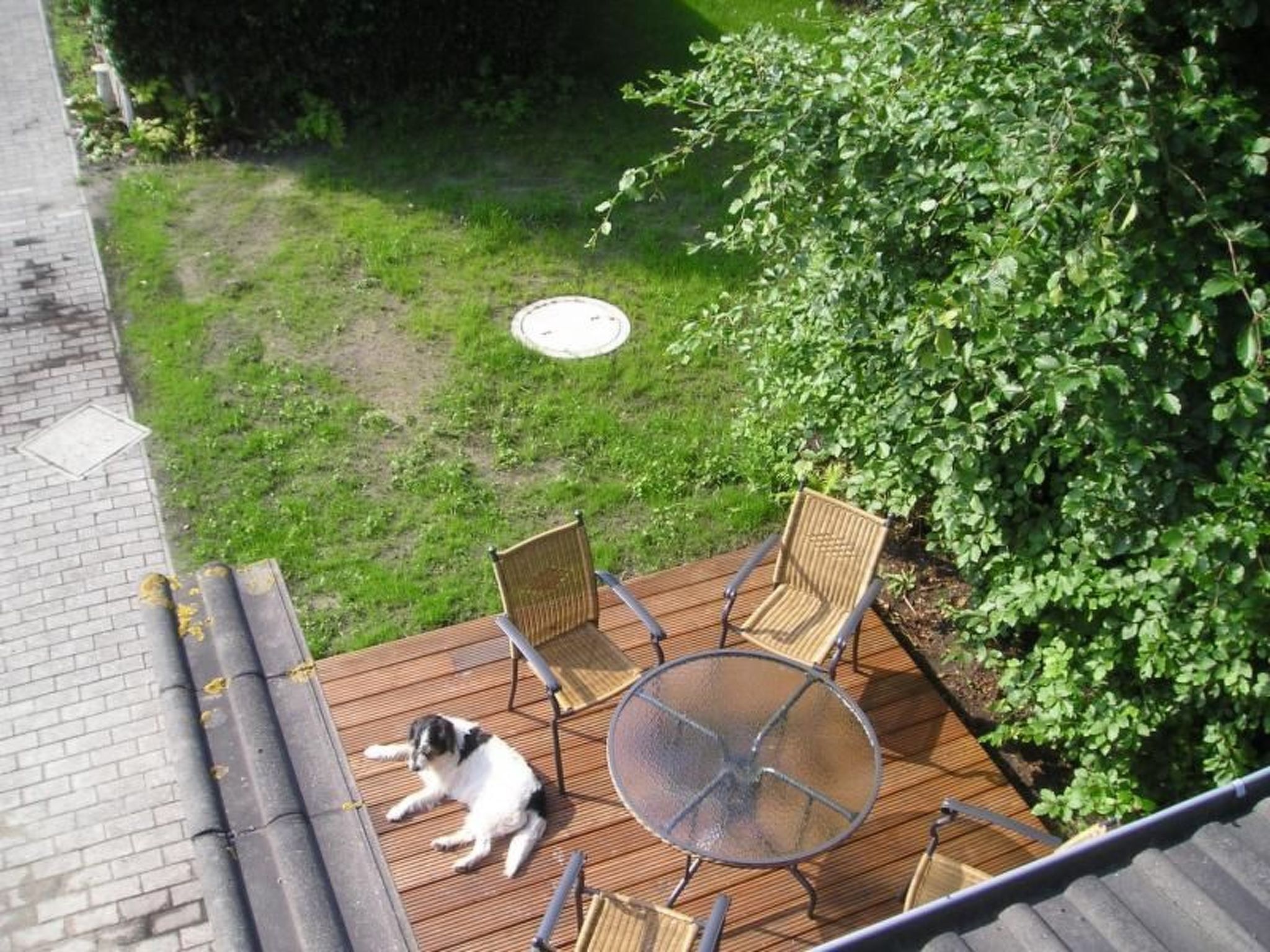 Eine Terrasse mit einem Glastisch und Stühlen, ein Hund, der auf der Terrasse liegt, und ein Rasen mit einem Baum und einem Gulideckel.