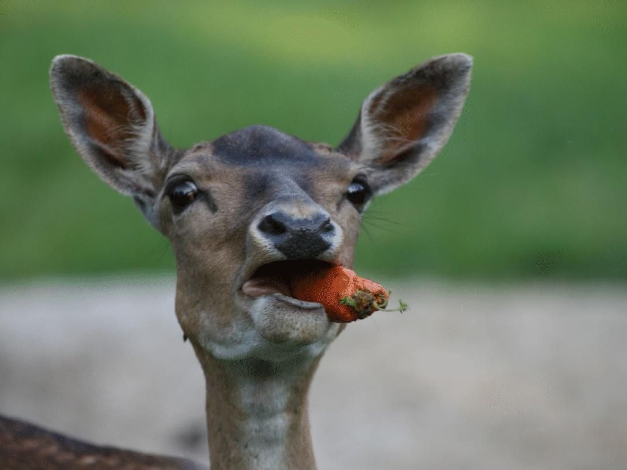 Close-up de um animal de grandes orelhas segurando uma cenoura.