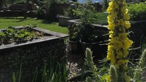 Ein Garten mit vielfältigen Pflanzen und einem Berg im Hintergrund.
