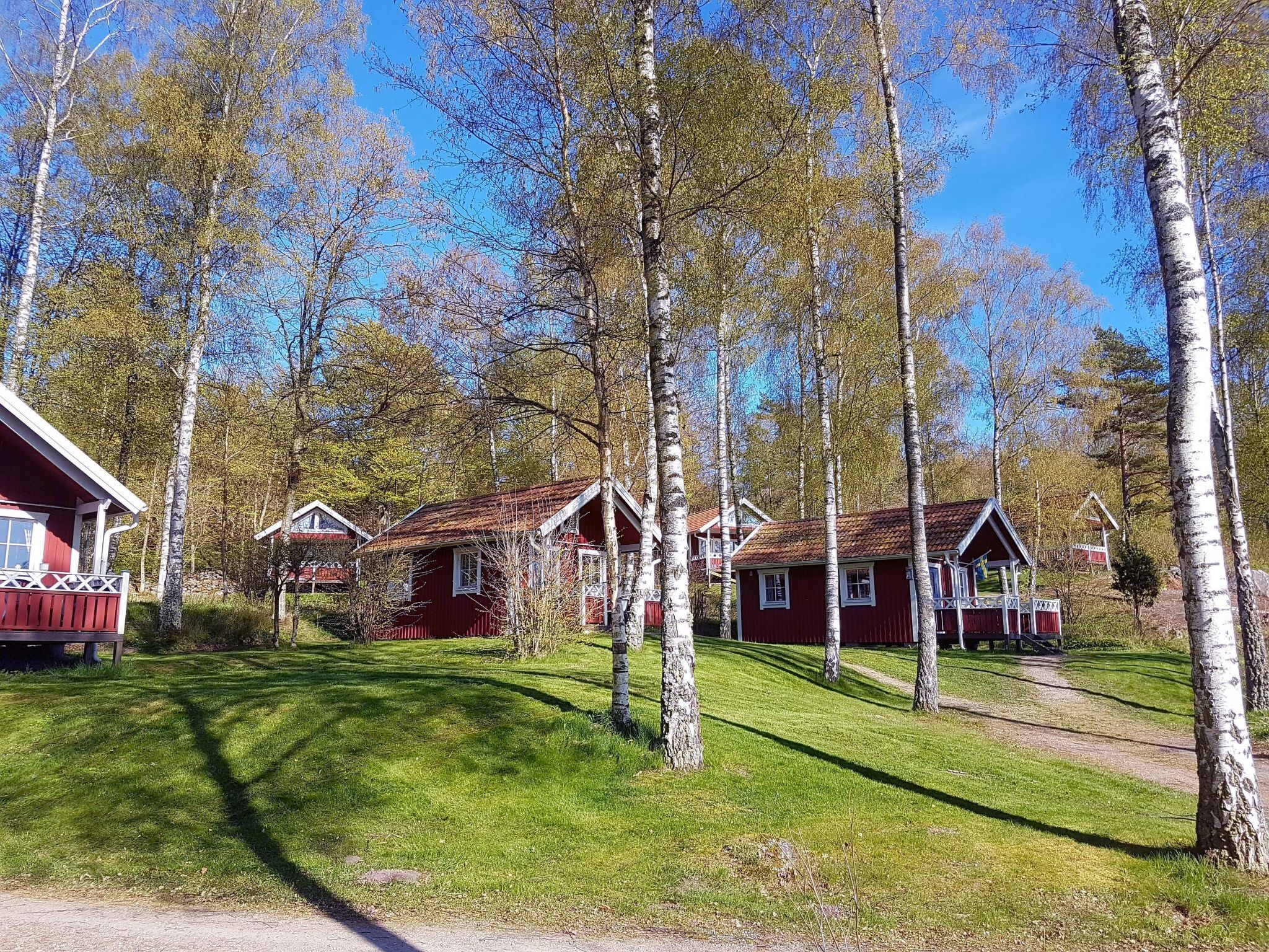 A row of red cabins with white trim, surrounded by birch trees and a clear blue sky.