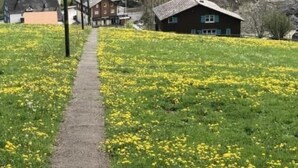 A rural landscape with a gravel path leading through a field of yellow flowers, surrounded by houses and trees. - Neuer Sigerst by Interhome (Wildhaus)