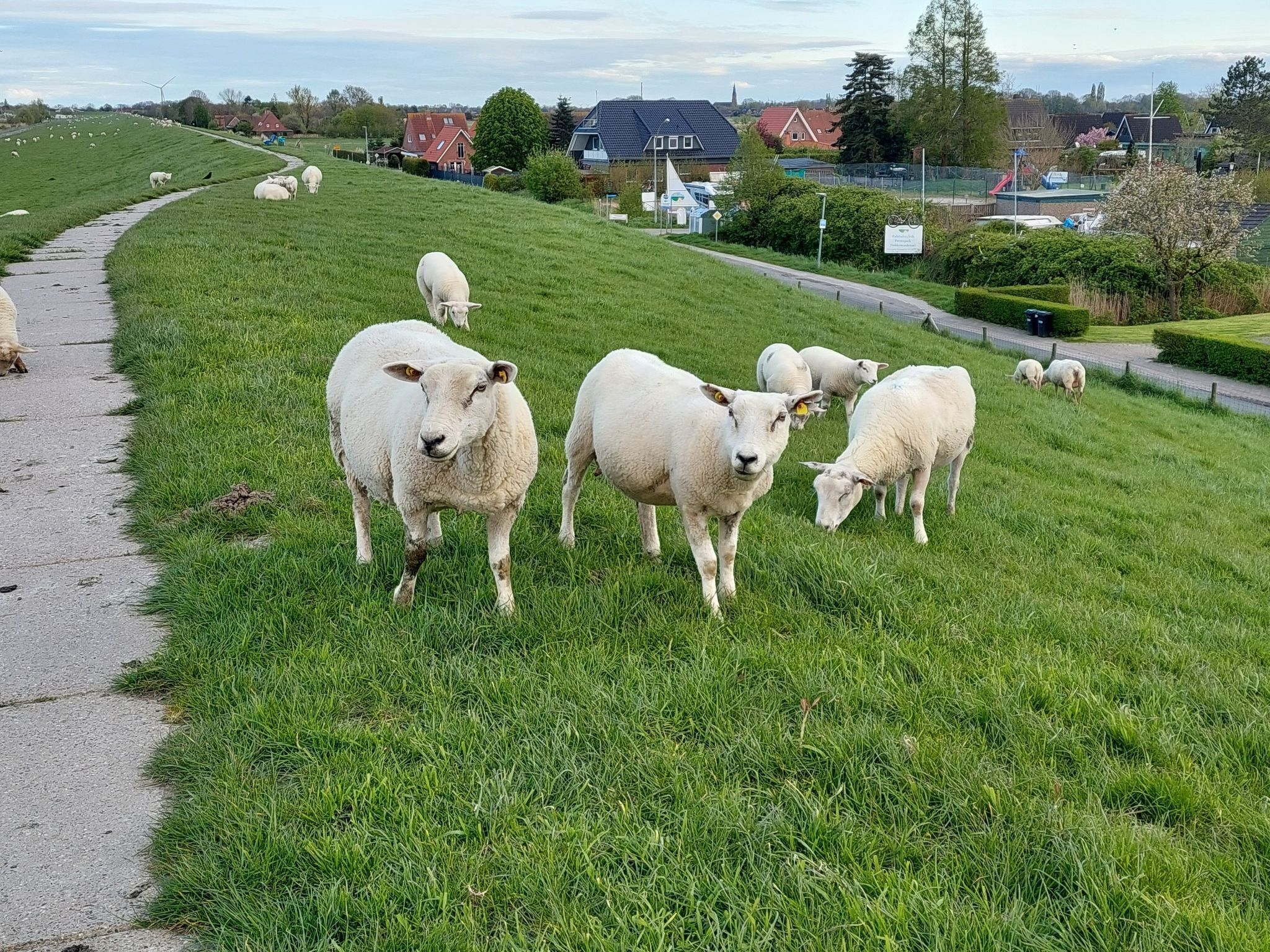 A grassy hillside with sheep grazing, a paved path, and houses in the background.