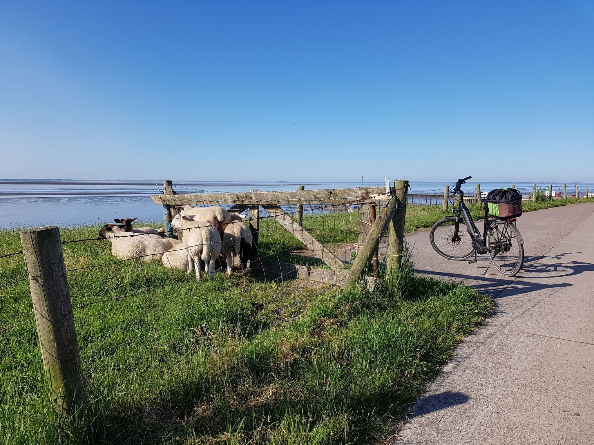 Un sentier côtier, avec un vélo et des moutons, près de l’eau.