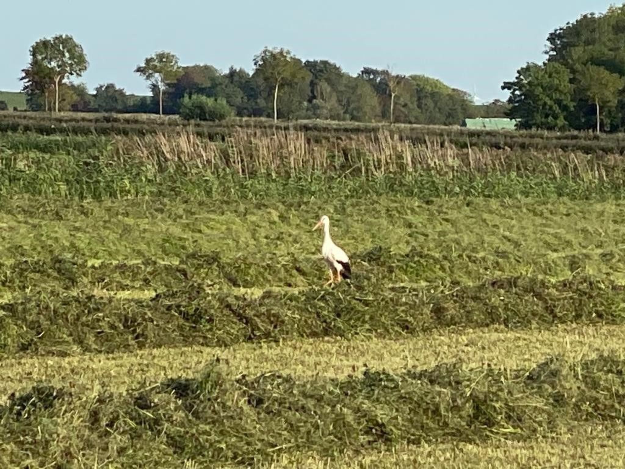Ein Storch geht durch ein Feld mit Bäumen und einem Zaun im Hintergrund.