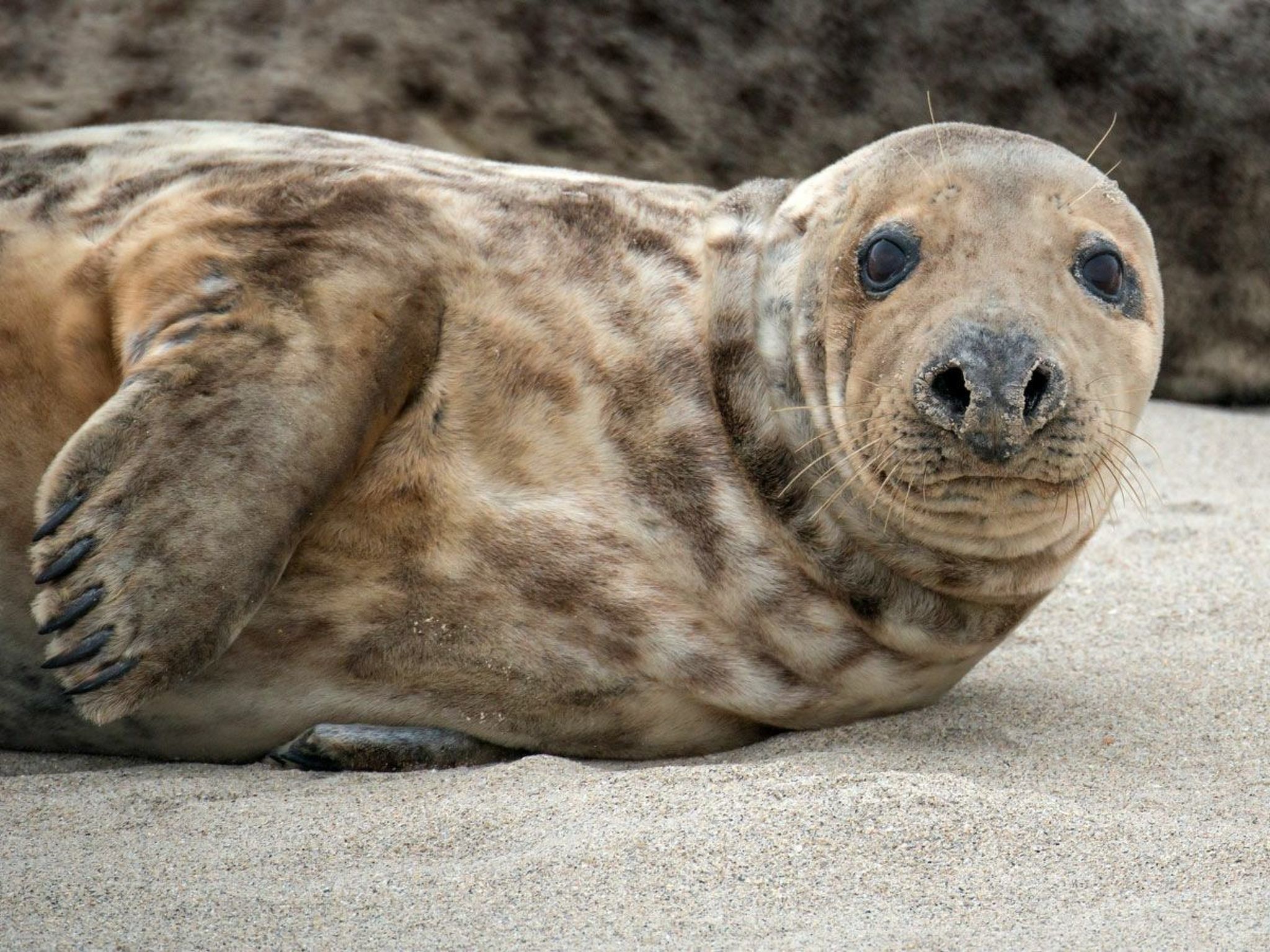 A seal resting on a sandy surface.