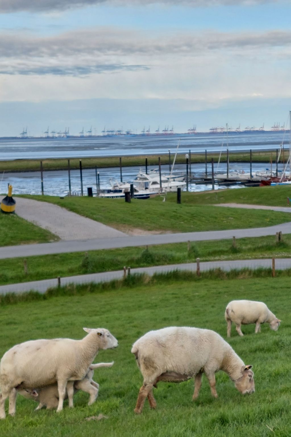 A grassy field with sheep grazing, a pathway, and a view of a port with boats and cranes in the background.