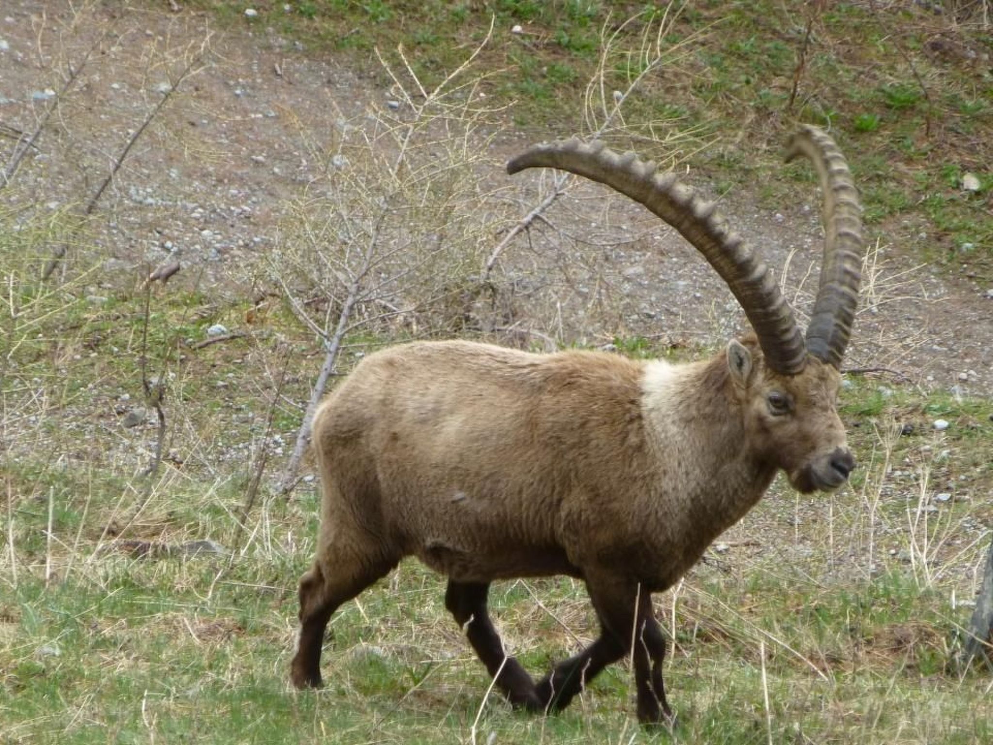 Ein Steinbock mit großen, gewundenen Hörnern geht auf einer Wiese entlang.