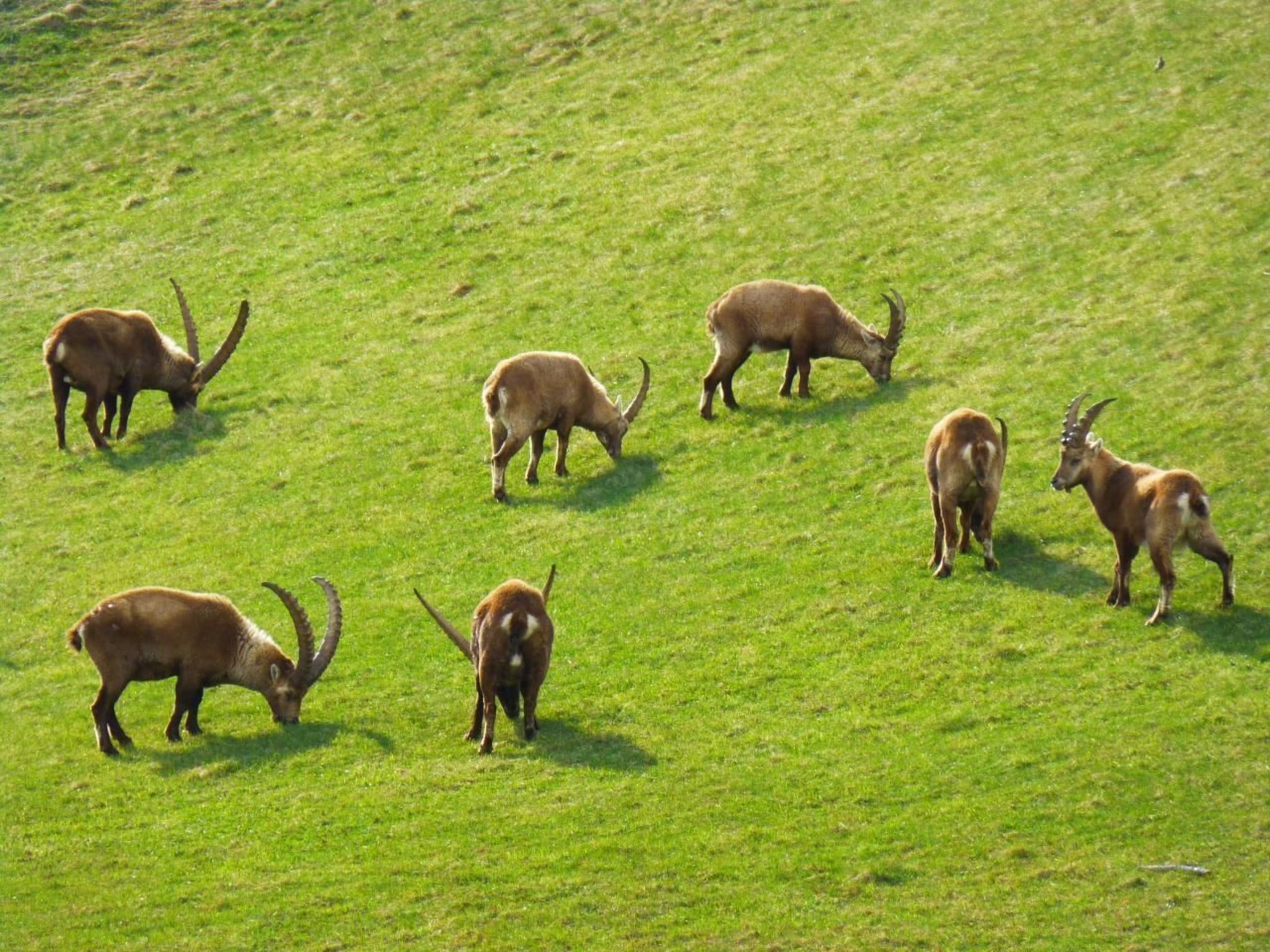 Eine Gruppe von Gazellen grast auf einer Wiese.