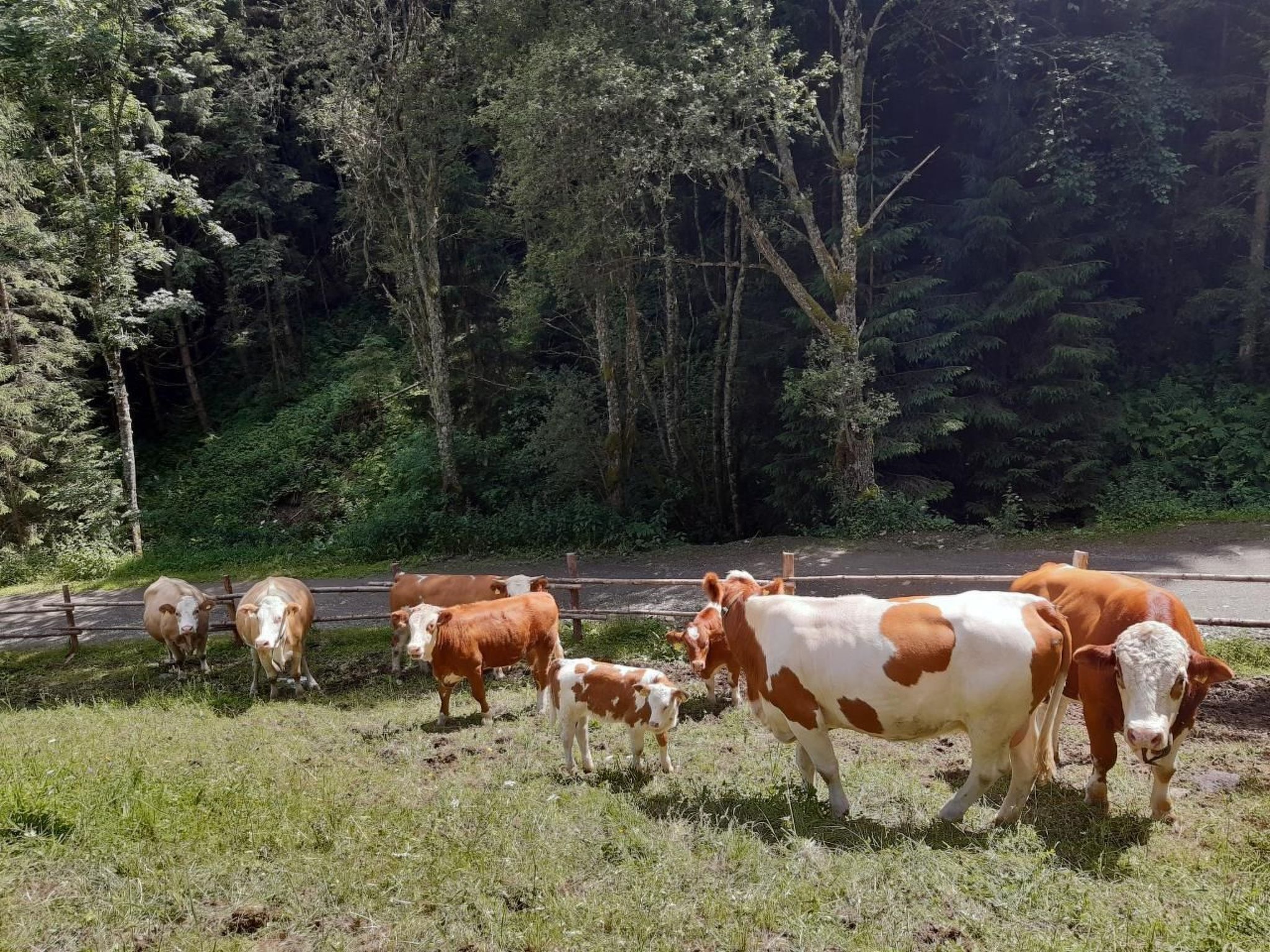 A group of cows grazing near a road with a forested background.