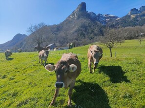 A grassy field with cows and a mountain in the background.