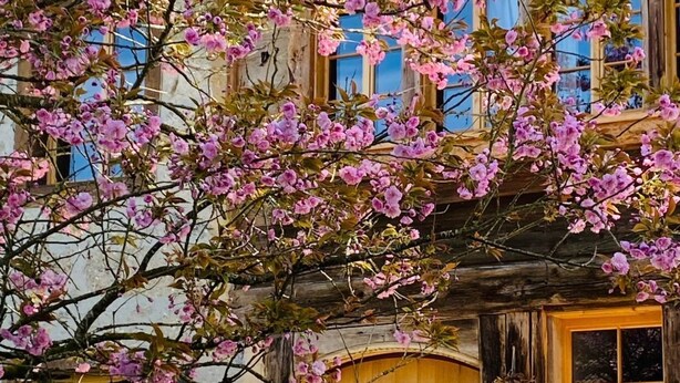 Un bâtiment rustique, doté d’une porte et de fenêtres en bois, entouré d’arbres en fleurs aux teintes roses.