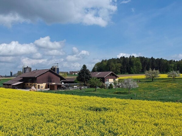 Ländliche Landschaft mit einem Bauernhof, einem Feld voller gelber Blumen und einem Wald im Hintergrund.