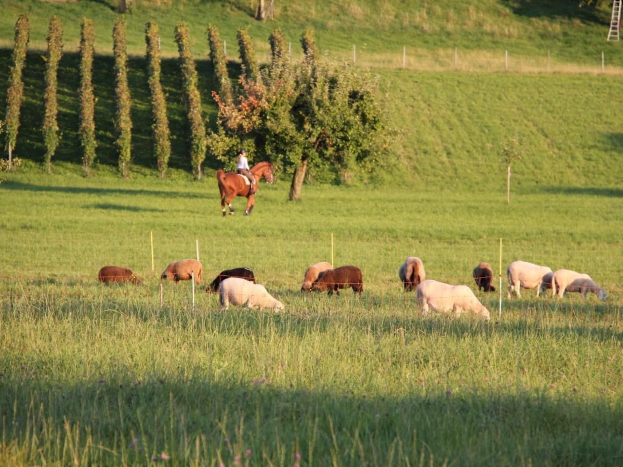 Un paysage rural avec une personne à cheval, des moutons qui paissent et une rangée d’arbres en arrière-plan.