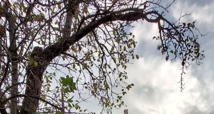 Giselas Ruheplatz by Interhome