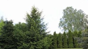 A grassy area with a stone wall and tall trees. - Haus Cervená nad Vltavou mit Terrasse by Interhome (Jetetice)