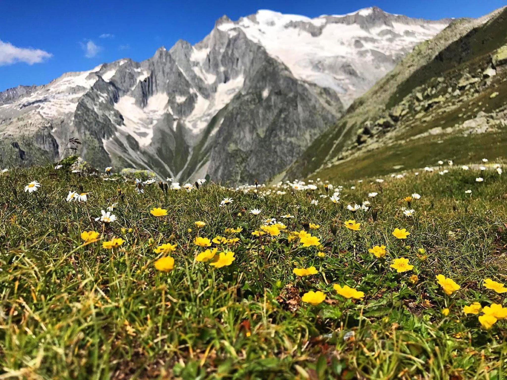 Un paysage montagneux avec, au premier plan, un champ de fleurs jaunes et, à l’arrière-plan, des sommets enneigés.