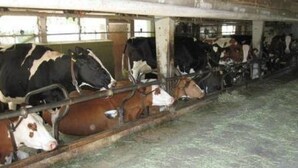 A barn with cows in stalls, feeding troughs, and a concrete floor. - Farbhaus Bleiche by Interhome (Rohrbach)