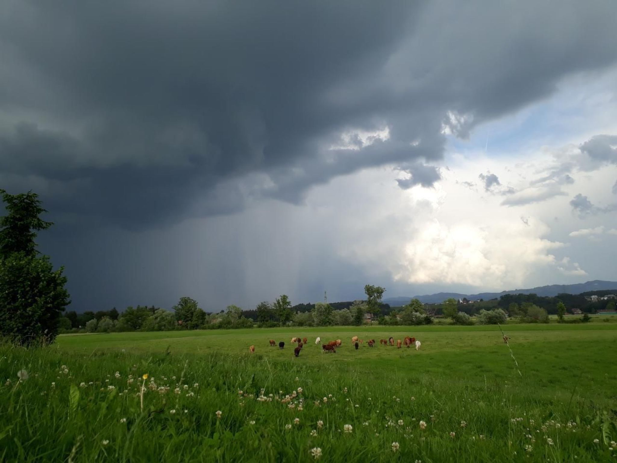 A grassy field with cows grazing under a cloudy sky.