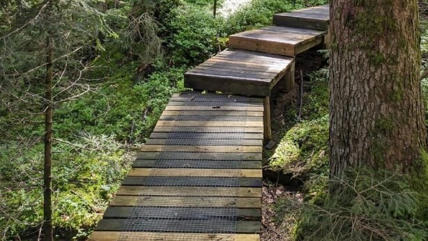 Een houten looppad door een dicht bos met hoge bomen en struikgewas.