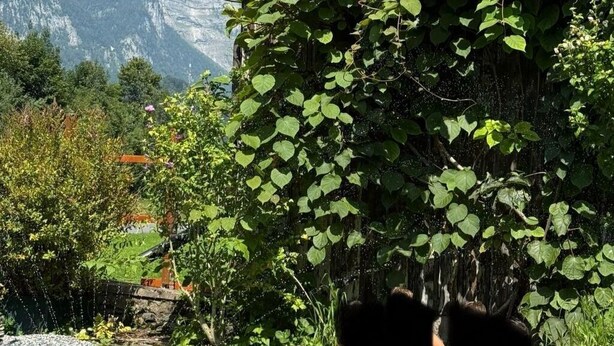 A garden with a wooden pergola, lush greenery, and a mountain backdrop. - Historisches Anwesen - zeitloser Charme und moderner Luxus by Interhome (Ennenda)