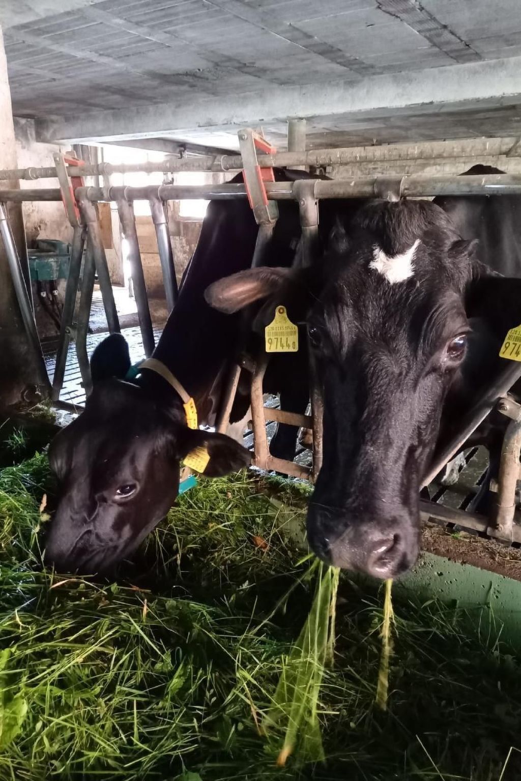A cow with a yellow ear tag in a barn with metal structures and hay on the ground.