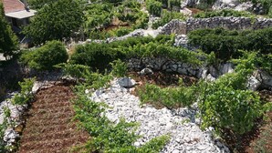Vinhedo com muros de pedra e vegetação verde.