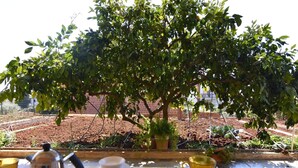 A table with a teapot, cup, and saucer, a window with a view of a garden and a brick wall. - Wohnung in der Nähe des Strandes Basanija by Interhome (Umag/Savudrija)