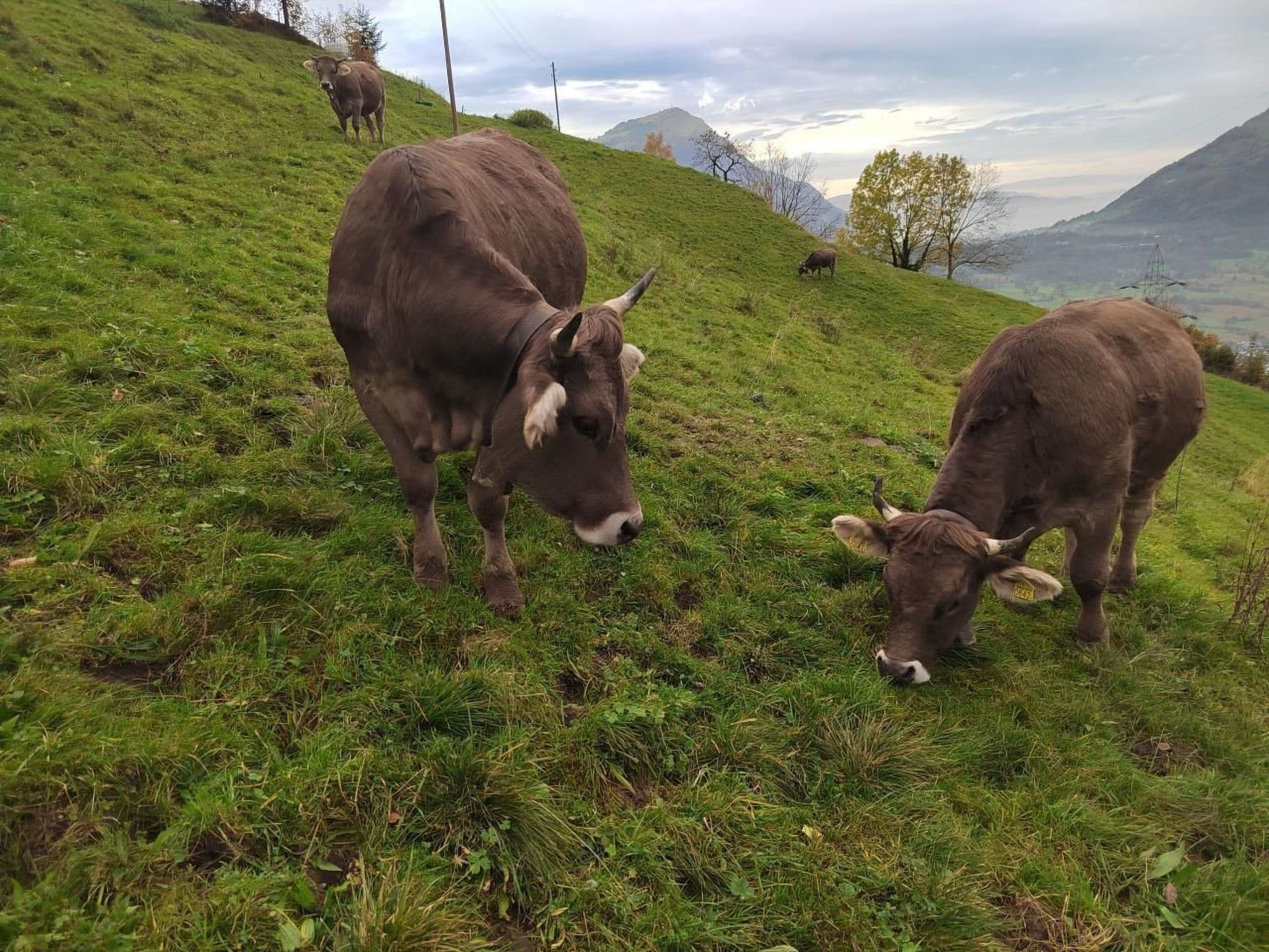 Una ladera cubierta de hierba donde pastan vacas.