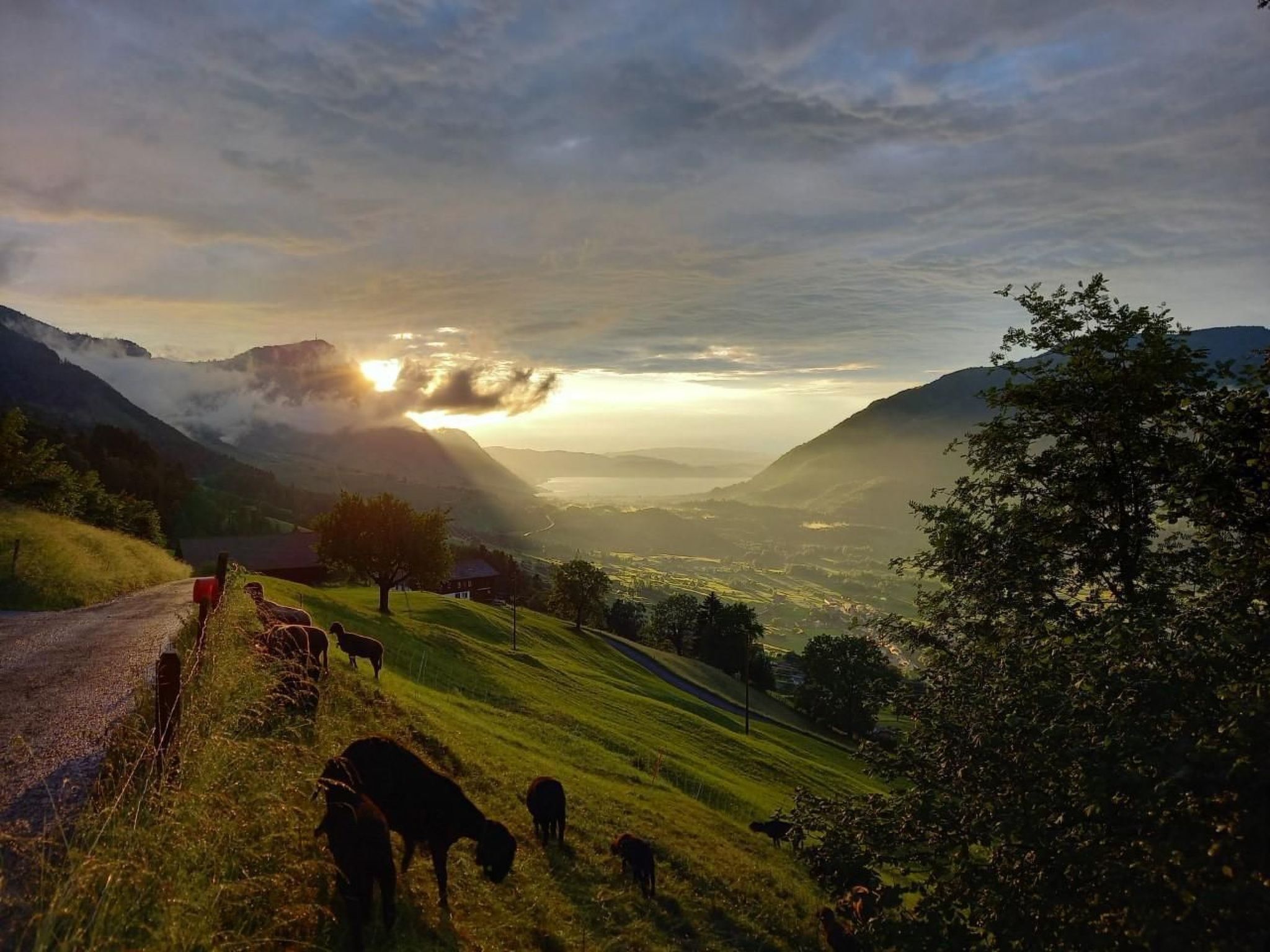 Un paysage rural avec une route, du bétail en pâturage et une vallée dominée par des montagnes en arrière-plan.