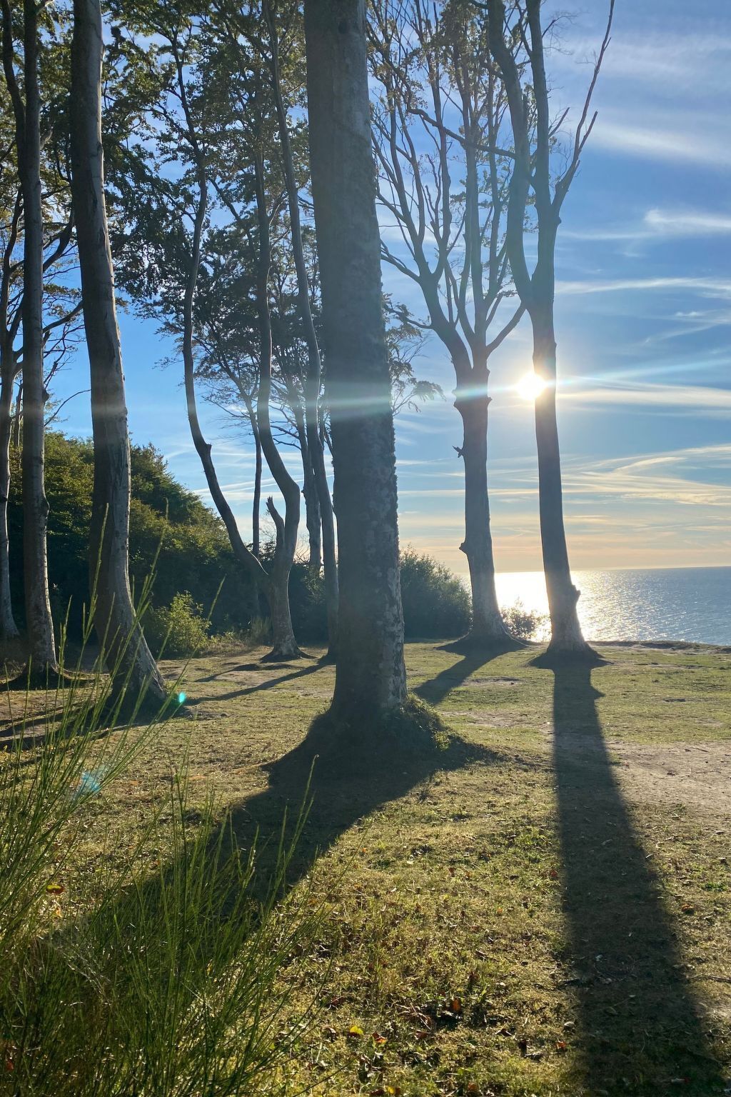 A natural landscape with trees and a body of water.