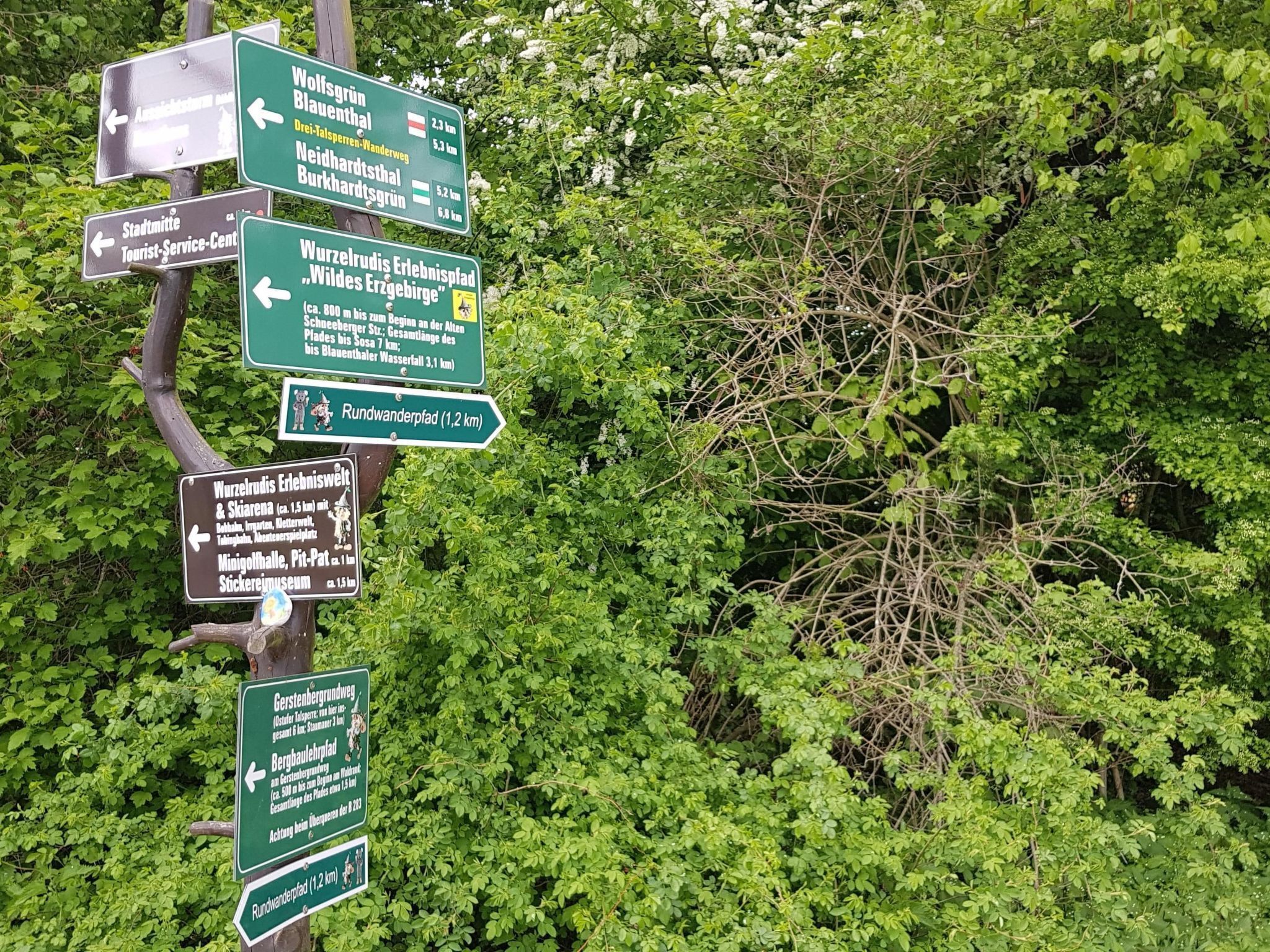 Ein Wegweiser mit mehreren grünen Schildern, die zu verschiedenen Zielen wie Wolfsgrün, Blauenthal und touristische Informationszentren weisen.