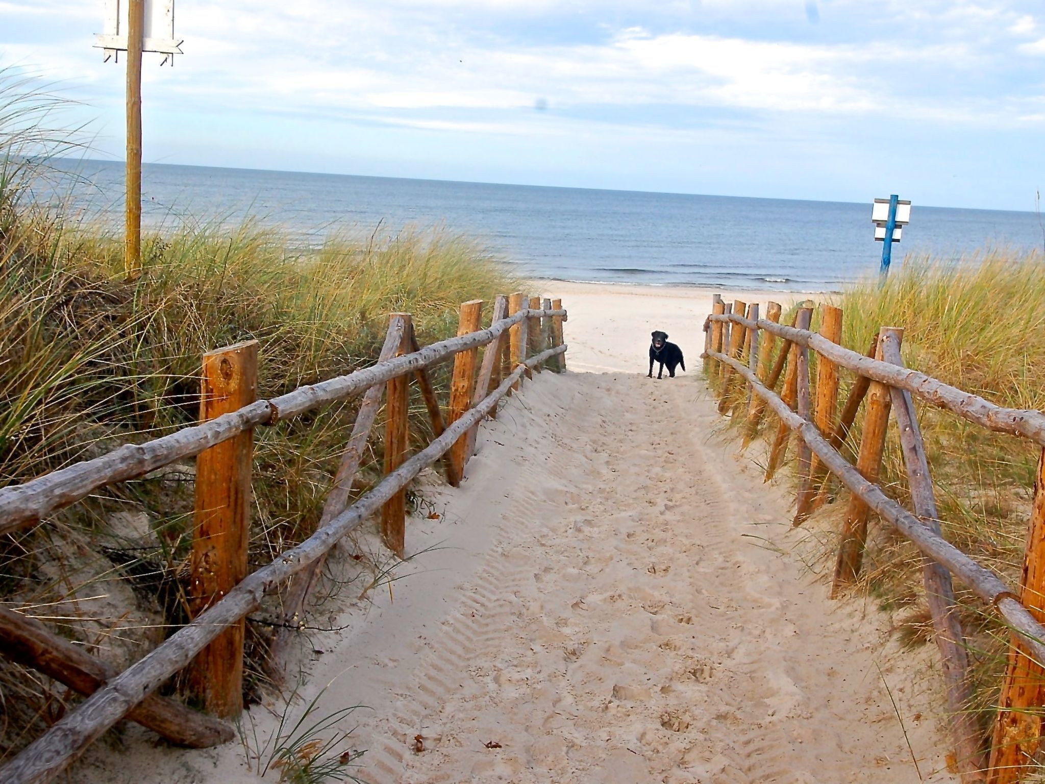 A wooden pathway leading to a beach with a dog.