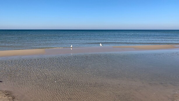 Una playa con agua cristalina y dos aves blancas en la arena.