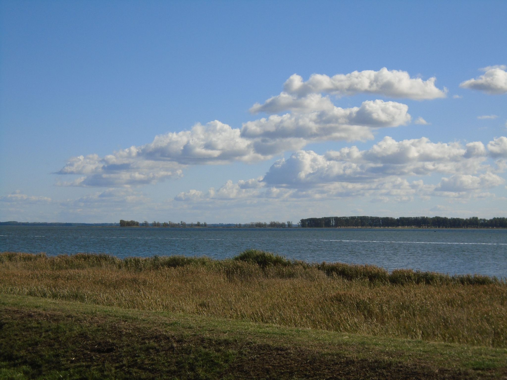 A coastal landscape with a clear sky, a body of water, and a distant tree line.
