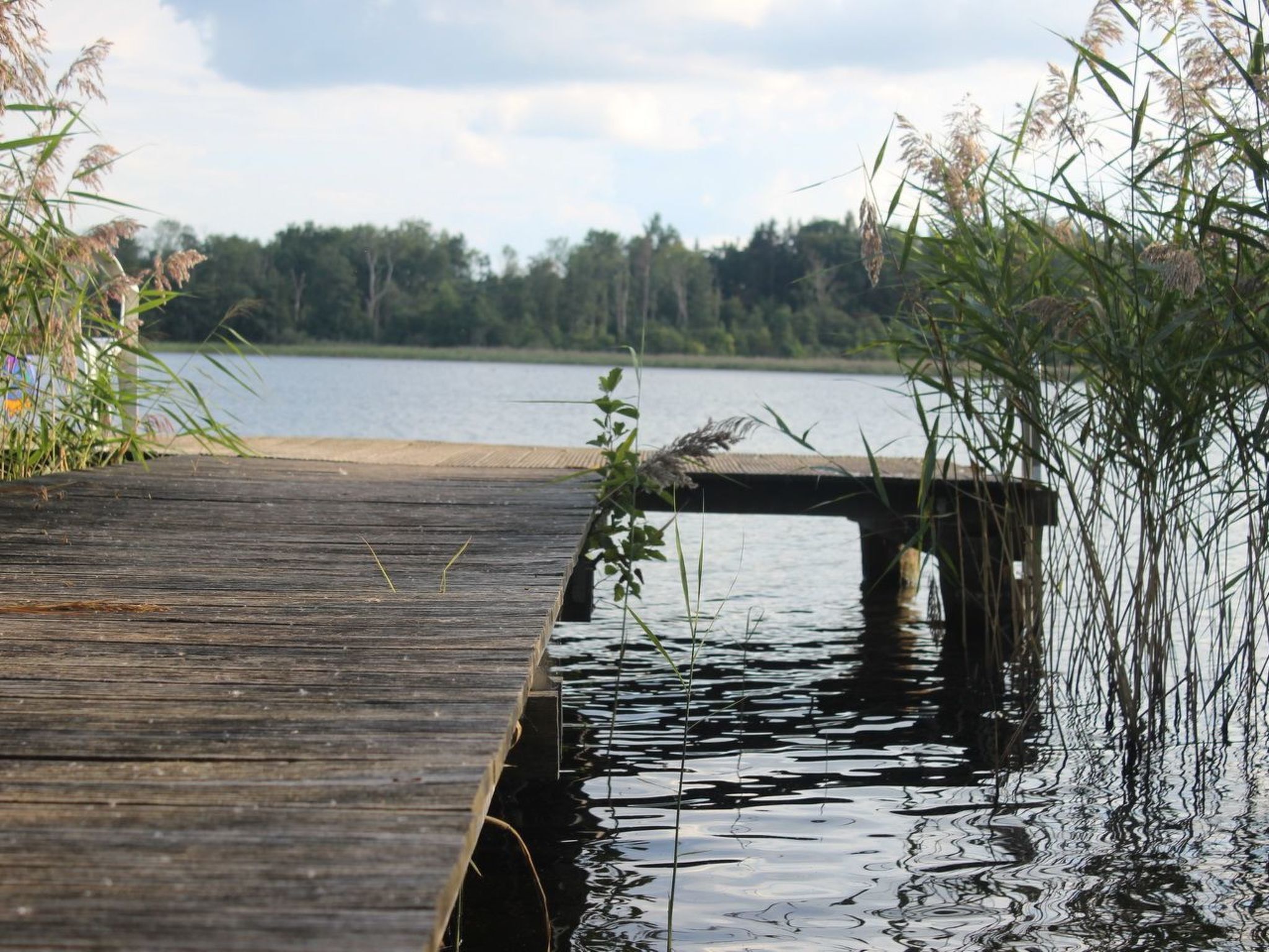 Une jetée en bois s’étendant sur un lac paisible, entourée de hautes herbes et d’arbres.