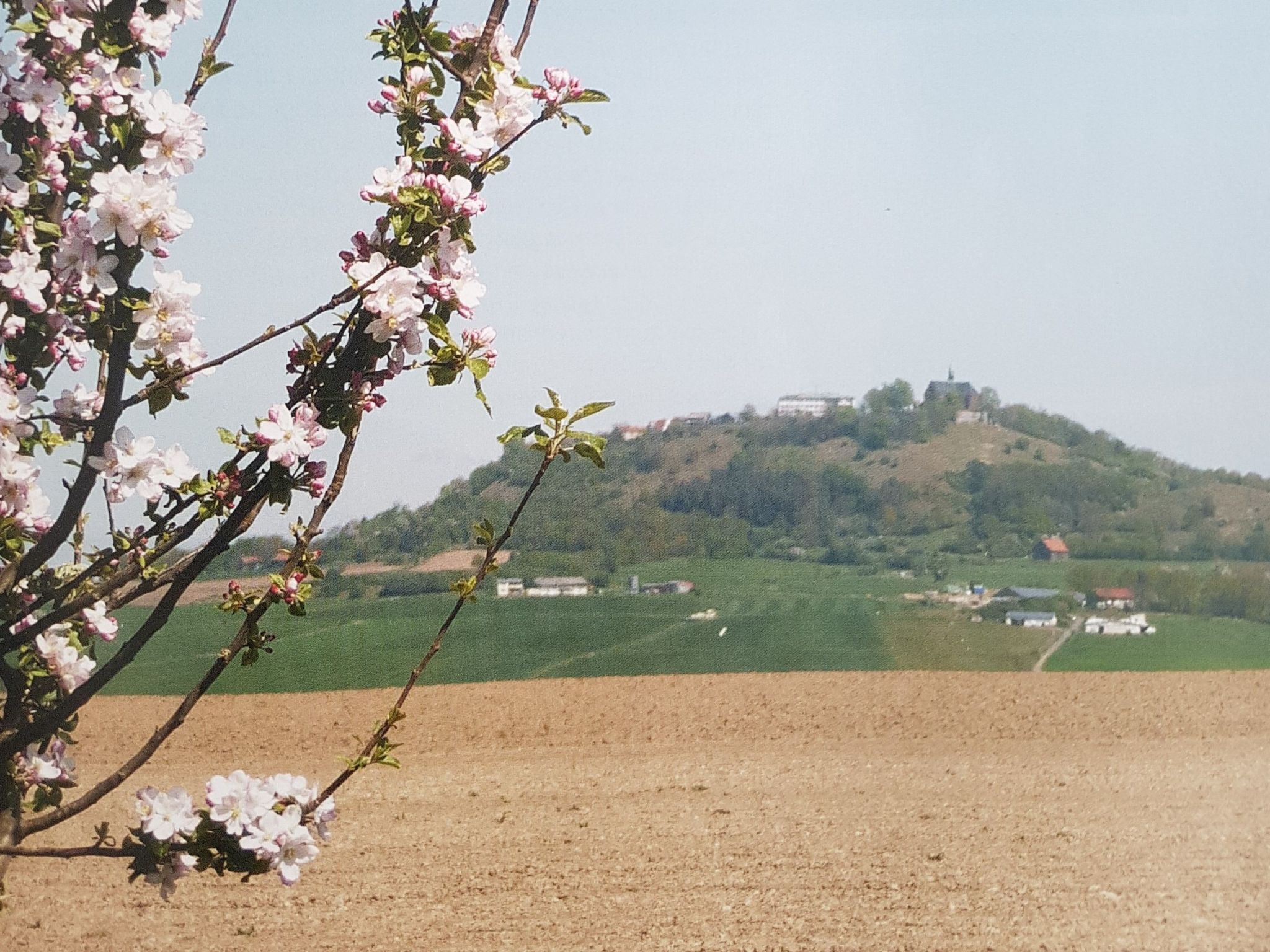 Un paisaje con una colina al fondo y un árbol con flores rosadas en primer plano.