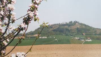 Un paisaje con una colina al fondo y un árbol con flores rosadas en primer plano.